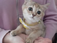 Golden British Shorthair Kedisi