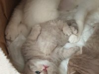 Sevimli ve oyuncu scottish fold