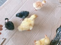 Koy civcivi bulunur kaçırmayın
