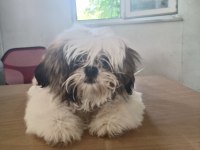 Dişi köpek çok şirin shih tzu