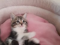 Son british shorthair yavrumuz