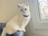 Mavi Gözlü British Shorthair Kızımız