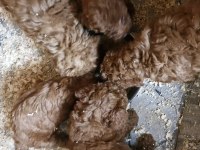 Toy poodle