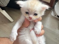 Yeni yuvasını sabırsızlık ile bekliyor kedilerimiz