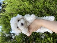 Anne Altından 0 Numara Maltese Terrier(Rezerve etmek için)