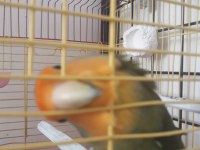 1.5 yaş sevda papağanı erkek