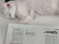 PRENSES VAN KEDİSİ