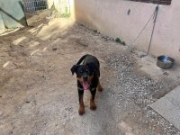 Safkan rottweiler erkek