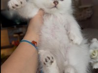 Güzel british longhair bebekler