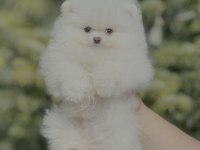 Orjinal Pomeranian Boo Güzelliği