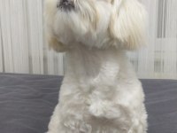 Sahiplendirme 8 aylık köpeğimiz