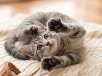 BAKMADAN GEÇMEYİN HER RENK KEDİLER