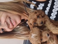 Maltipoo yavrumuz