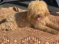 Koyu apricot dişi poodle 15 aylık