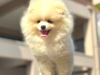 POMERANİAN BOO DÜNYASI
