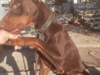 Safkan European KIZIL DOBERMAN yavru