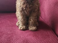 Toy Poodle
