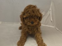 2 erkek 1 dişi Toy Poodle İzmir