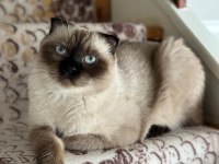 2 yaşında scottish fold ücretsiz