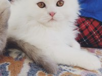 2.5 aylık british longhair