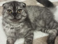Dünya tatlısı scottish fold kızımız yeni yuvasını arıyor