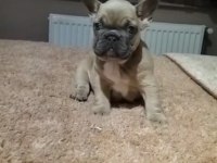 Mavi gözlü french bulldog yavrularımız