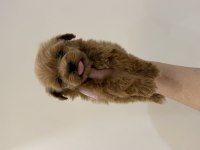 Kore Kan Teacup Maltipoo 