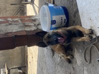 5 Aylık Dişi Belçika Kurdu