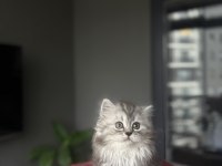 BİRBİRİNDEN GÜZEL BRITISH LONGHAIR YAVRULARIM 
