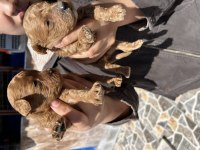 Red Brown Toy Poodle Yavrularımız