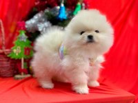 Pomeranian ayı surat yavrular