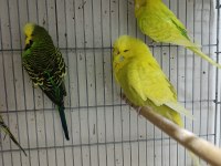 Jumbo muhabbet kuşları