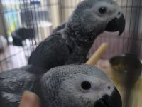 Bebek Jako Papağanlar