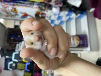 Yavru hamsterlar 