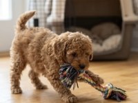 Toy Poodle Köpeğimiz İçin Ulaşın