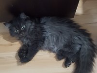 SİYAH BRITISH LONGHAIR