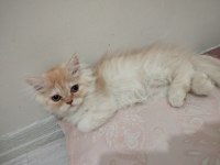 Şımarık kardeşler chinchilla