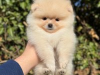 2 aylık oyuncu pomeranian