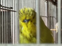 Show jumbo muhabbet kuşu yavrular ve takımlar
