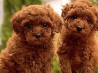 Irk Ve Sağlık Garantili Toy Poodle Bebekler
