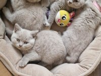 SABIRSIZLIKLA BEKLENEN FAWN LİLAC BİRİTİSH BEBEKLER