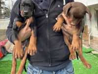 Safkan Doberman Anne ve Babadan Safkan Yavrular