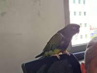 full evcil patagonya konur (bebek gibi sevdirir)