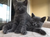50 günlük british shorthair
