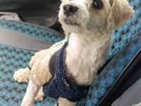 Bichon frise anne toy poodle baba kırması