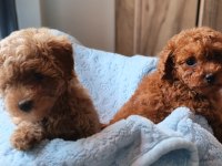 Ev Üretimi Poodle Bebekler