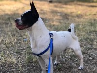 Chihuahua 1 yaşında ev eğitimli çipli
