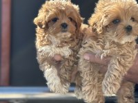 Ankarada yasal çiftlikde ziyarete açık maltipoo