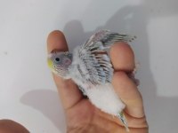 RAİNBOW MUHABBET KUŞU BEBEKLER