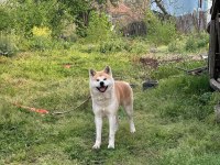 Safkan Şecereli Akita İnu